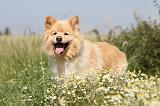 CHIEN FINNOIS DE LAPONIE 475